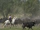 Le tri des taureaux en Camargue