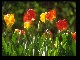Tulipes de différentes couleurs