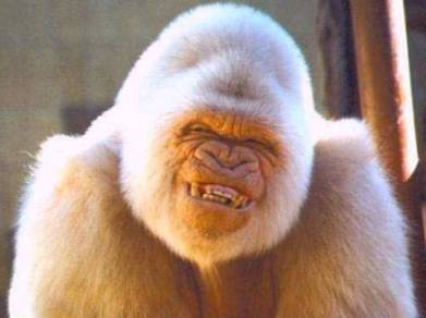 Sourire de singe