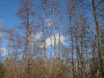 Arbres nus sur ciel bleu