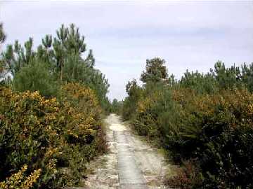 Chemin entre buissons
