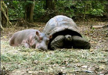 Hippopotame et tortue