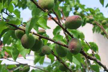Promesse de fruits
