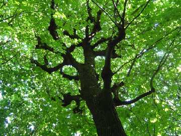 Arbre de la vie