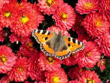 Fleurs et papillon