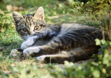 Regard de chat