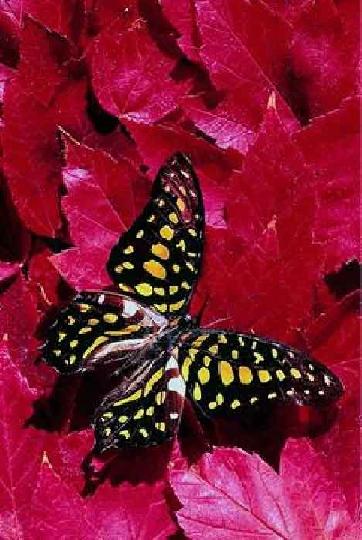 La leçon du papillon 05