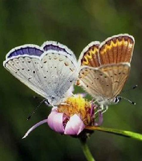La leçon du papillon 07
