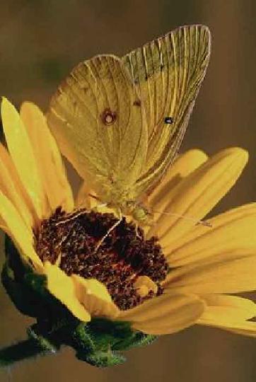 La leçon du papillon 10